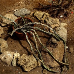 ORTO BOTANICO. Fotografie di Giulio Azzarello &copy;2024.