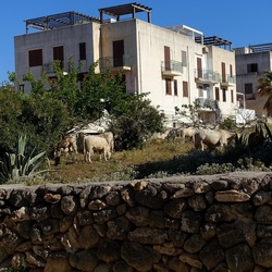 BESTIE. Fotografie di Giulio Azzarello ©2022. BESTIE. Fotografie di Giulio Azzarello ©2022.