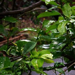 AUTUNNO fotografie di Giulio Azzarello ©2021. AUTUNNO fotografie di Giulio Azzarello ©2021.