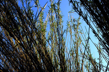 GOLE DELL ALCANTARA in Sicilia. Fotografie di Giulio Azzarello &copy;2016.