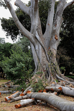 ALBERO SECOLARE nella sua potatura. Fotografie di Giulio Azzarello &copy;2014.