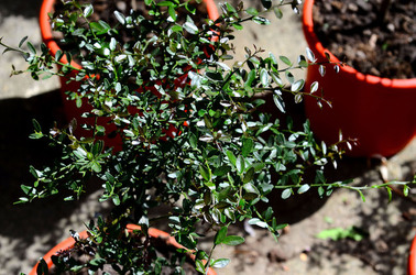 ORTO BOTANICO di Palermo in inverno. Fotografie di Giulio Azzarello &copy;2016.