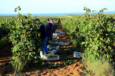 VENDEMMIA a Mazzara del Vallo in Sicilia con i contadini. Fotografie di Giulio Azzarello ©2016. VENDEMMIA a Mazzara del Vallo in Sicilia con i contadini. Fotografie di Giulio Azzarello ©2016.