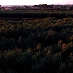 SELINUNTE. Fotografie di Giulio Azzarello ©2022. SELINUNTE. Fotografie di Giulio Azzarello ©2022.