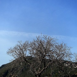 PIANTE. Fotografie di Giulio Azzarello &copy;2022.