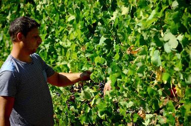 VENDEMMIA a S.Cristina Gela i coltivatori. Fotografie di Giulio Azzarello ©2016. VENDEMMIA a S.Cristina Gela i coltivatori. Fotografie di Giulio Azzarello ©2016.