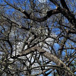 ORTO BOTANICO DI PALERMO. Fotografie di Giulio Azzarello ©2022. ORTO BOTANICO DI PALERMO. Fotografie di Giulio Azzarello ©2022.