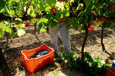 VENDEMMIA a S.Cristina Gela i coltivatori. Fotografie di Giulio Azzarello ©2016. VENDEMMIA a S.Cristina Gela i coltivatori. Fotografie di Giulio Azzarello ©2016.