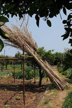 IL CANNETO del contadino siciliano. Fotografie di Giulio Azzarello &copy;2014.