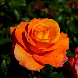 ROSETO. Fotografie di Giulio Azzarello &copy;2022.