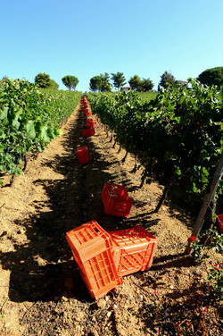 VENDEMMIA a S.Cristina Gela in Sicilia. Fotografie di Giulio Azzarello &copy;2016.