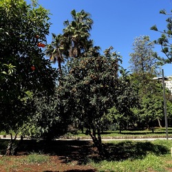 GIARDINO. Fotografie di Giulio Azzarello ©2022.