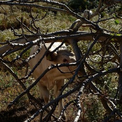 BESTIE. Fotografie di Giulio Azzarello ©2022. BESTIE. Fotografie di Giulio Azzarello ©2022.