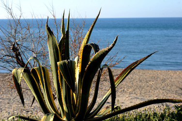 AGAVE selvatica sul mare in Sicilia a Cefalù. Fotografie di Giulio Azzarello ©2014. AGAVE selvatica sul mare in Sicilia a Cefalù. Fotografie di Giulio Azzarello ©2014.