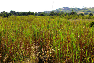 CANNETI in SICILIA. Fotografie di Giulio Azzarello &copy;2016.