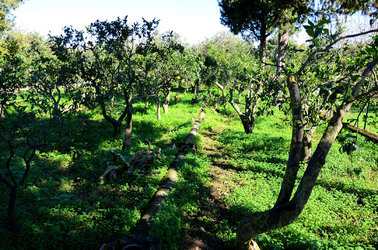 AGRUMETO SICILIANO in autunno. Fotografie di Giulio Azzarello &copy;2014.