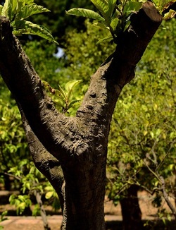 GIARDINO fotografie di Giulio Azzarello ©2019. GIARDINO fotografie di Giulio Azzarello ©2019.