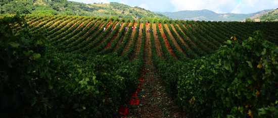 VENDEMMIA di AUTUNNO a S.Cristina Gela in Sicilia. Fotografie di Giulio Azzarello &copy;2016.