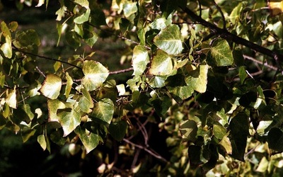 PALERMO fotografie di Giulio Azzarello ©2020.