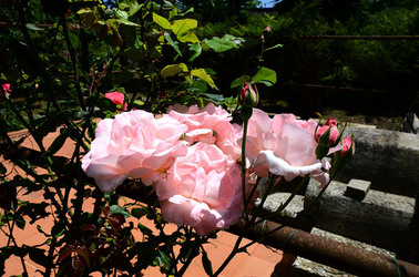 NATURA tipiche rose selvatiche di un giardino siciliano in estate. Fotografie di Giulio Azzarello &copy;2014.