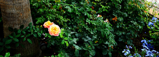 CAMPAGNA SICILIANA. Fotografie di Giulio Azzarello &copy;2016.