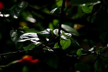 GIARDINO SICILIANO fotografie di Giulio Azzarello &copy;2020.