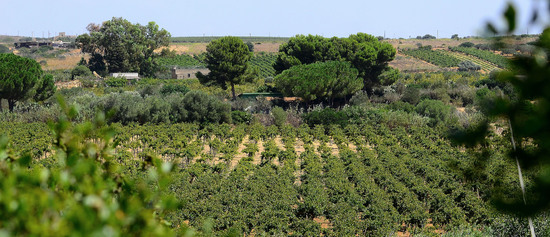 GORGHI TONDI oasi di vigneti e piante Mazzara del Vallo in Sicilia. Foto di Giulio Azzarello ©2016. GORGHI TONDI oasi di vigneti e piante Mazzara del Vallo in Sicilia. Foto di Giulio Azzarello ©2016.