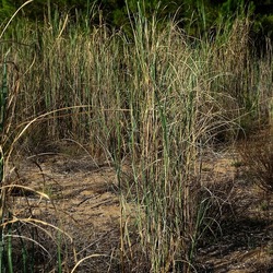 SELINUNTE. Fotografie di Giulio Azzarello ©2022. SELINUNTE. Fotografie di Giulio Azzarello ©2022.