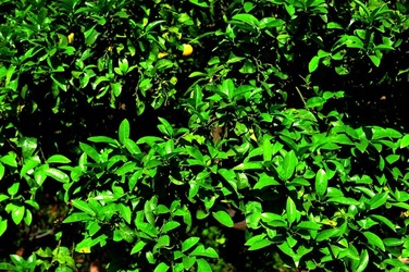 ORTO BOTANICO di Palermo nel maggio 2018. Fotografie di Giulio Azzarello &copy;2018.