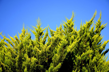 ISOLA DI USTICA la natura. Fotografie di Giulio Azzarello &copy;2016.