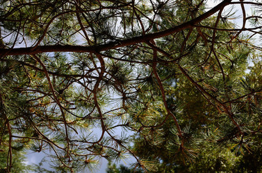 IL PARCO DELLE MADONIE da Polizzi Generosa in Sicilia. Fotografie di Giulio Azzarello &copy;2014.
