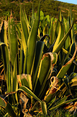 ISOLA DI USTICA la natura. Fotografie di Giulio Azzarello &copy;2016.