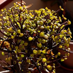 BONSAI. Fotografie di Giulio Azzarello &copy;2022.
