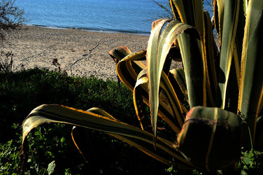 AGAVE selvatica sul mare in Sicilia a Cefalù. Fotografie di Giulio Azzarello ©2014. AGAVE selvatica sul mare in Sicilia a Cefalù. Fotografie di Giulio Azzarello ©2014.