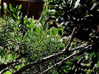 HABITAT NATURA in campagna. Fotografie di Giulio Azzarello ©2015 2016. HABITAT NATURA in campagna. Fotografie di Giulio Azzarello ©2015 2016.