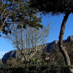 ALBERI. Fotografie di Giulio Azzarello &copy;2024.