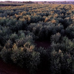 SELINUNTE. Fotografie di Giulio Azzarello ©2022. SELINUNTE. Fotografie di Giulio Azzarello ©2022.