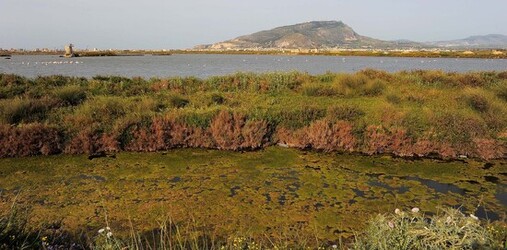 LE SALINE di Trapani in Sicilia. Fotografie di Giulio Azzarello ©2014. LE SALINE di Trapani in Sicilia. Fotografie di Giulio Azzarello ©2014.