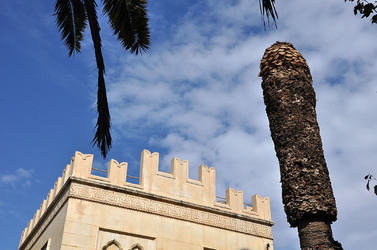 IL COLEOTTERO ROSSO e la moritura delle palme. Fotografie di Giulio Azzarello &copy;2014.