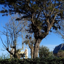 ALBERI. Fotografie di Giulio Azzarello &copy;2024.