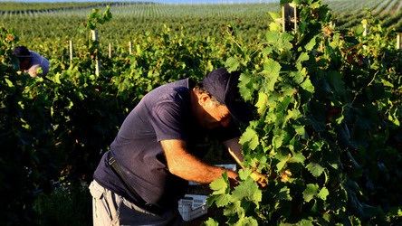 VENDEMMIA a Mazzara del Vallo in Sicilia con i contadini. Fotografie di Giulio Azzarello ©2016. VENDEMMIA a Mazzara del Vallo in Sicilia con i contadini. Fotografie di Giulio Azzarello ©2016.