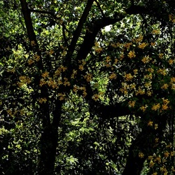 ORTO BOTANICO. Fotografie di Giulio Azzarello &copy;2024.