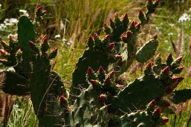 MONDELLO. Fotografie di Giulio Azzarello &copy;2023.