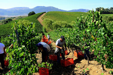 VENDEMMIA a S.Cristina Gela i coltivatori. Fotografie di Giulio Azzarello ©2016. VENDEMMIA a S.Cristina Gela i coltivatori. Fotografie di Giulio Azzarello ©2016.