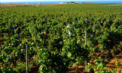VENDEMMIA a Mazzara del Vallo in Sicilia con i contadini. Fotografie di Giulio Azzarello ©2016. VENDEMMIA a Mazzara del Vallo in Sicilia con i contadini. Fotografie di Giulio Azzarello ©2016.