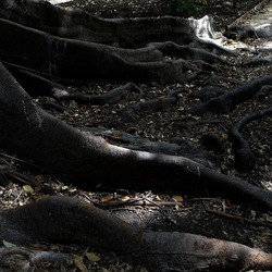 ORTO BOTANICO. Fotografie di Giulio Azzarello &copy;2024.