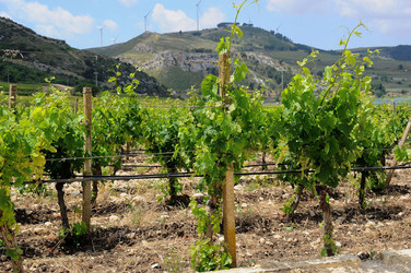 VIGNETO AGRITURISTICO PLANETA a Sambuca di Sicilia. Fotografie di Giulio Azzarello &copy;2014.