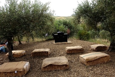 ULIVETO SICILIANO. Fotografie di Giulio Azzarello ©2022.