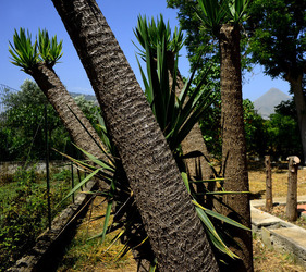 VARIE. Fotografie di Giulio Azzarello ©2020. VARIE. Fotografie di Giulio Azzarello ©2020.