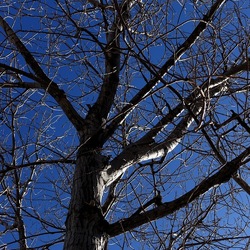ALBERI. Fotografie di Giulio Azzarello &copy;2024.